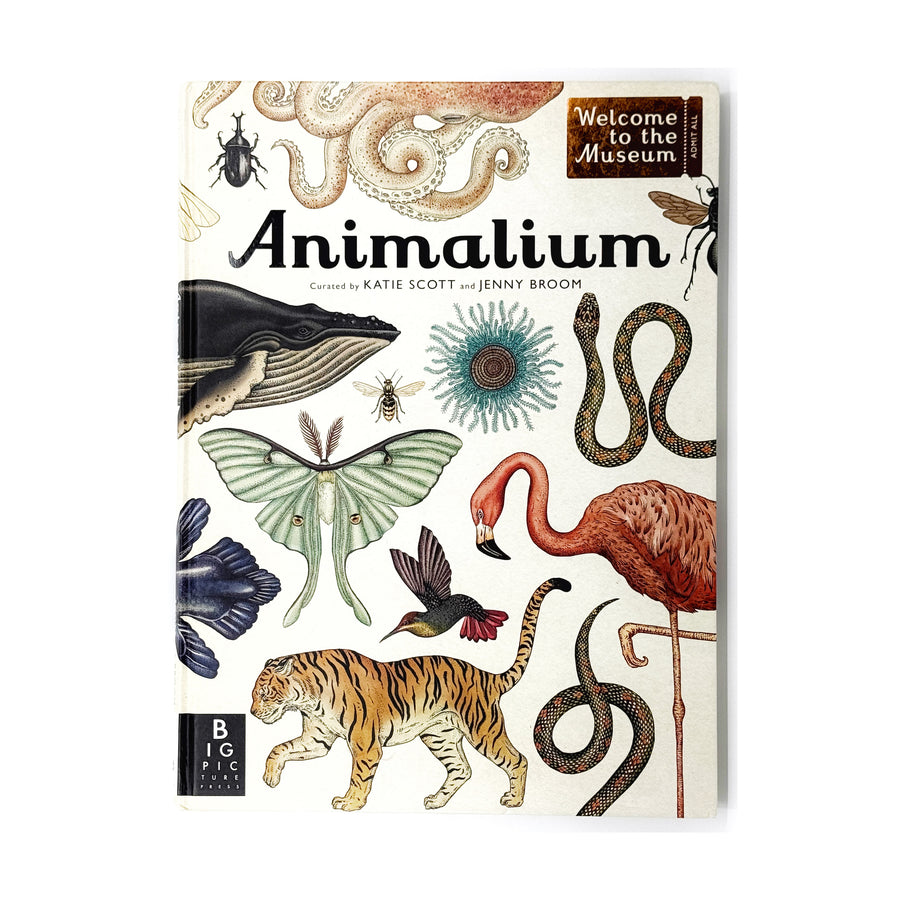Animalium: Welcome to the Museum by Jenny Broom