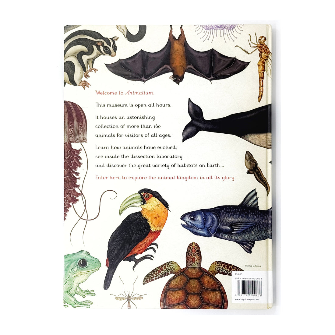 Animalium: Welcome to the Museum by Jenny Broom