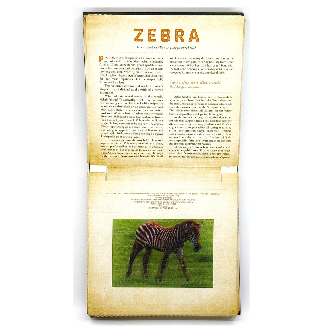 Safari: A Photicular (Motionpicture) Book by Dan Kainen